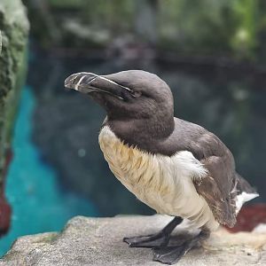 Razorbill