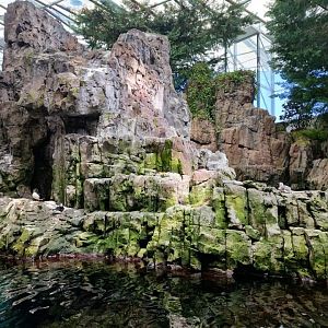 North Atlantic Cost, Razorbill/Common Murre/ Atlantic Puffin