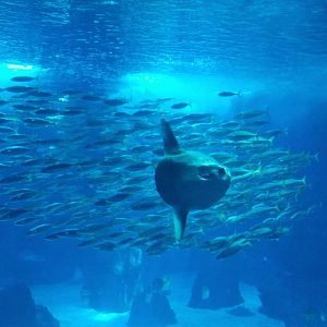 Sun Fish in the Main Tank