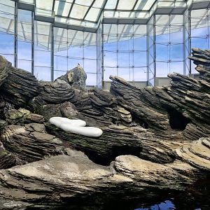 Southern Ocean, Inca Tern/Magelanic Penguin