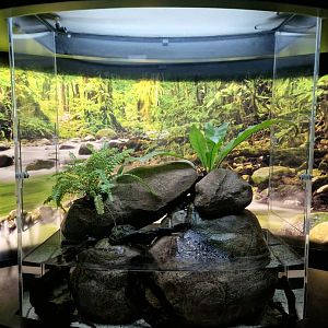 Salamander Exhibit