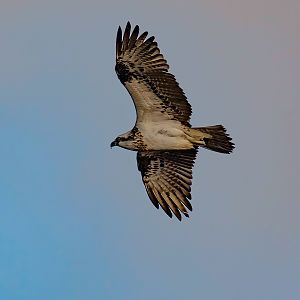 Osprey