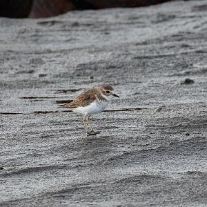 Double-banded Plover