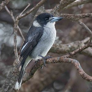 Grey Butcherbird