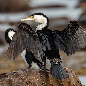 Pied Cormorant