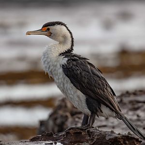 Pied Cormorant