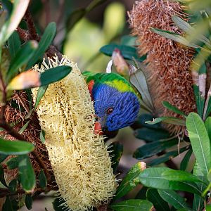 Rainbow Lorikeet feeding
