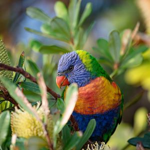 Rainbow Lorikeet