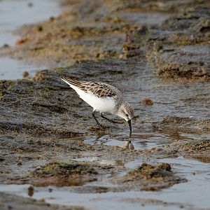 Red-necked Stint