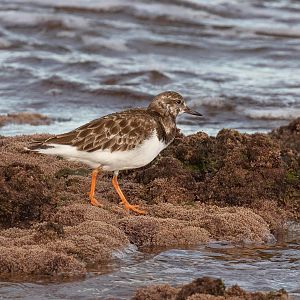 Ruddy Turnstone