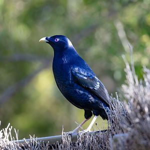 Satin Bowerbird