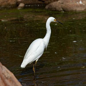 Little Egret