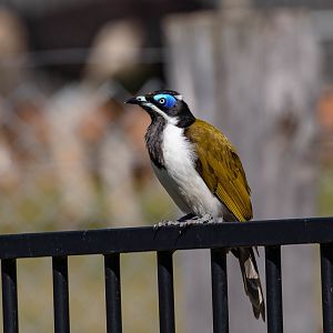 Blue-faced Honeyeater