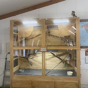 Nature Center - American Kestrel/Eastern Screech Owl/Northern Saw-Wheat Owl Exhibit