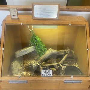 Nature Center - Milk Snake Terrarium