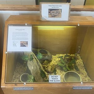 Nature Center - Plains Hognose Snake Terrarium