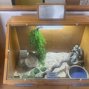 Nature Center - Timber Rattlesnake Terrarium