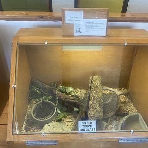 Nature Center - Fox Snake Terrarium
