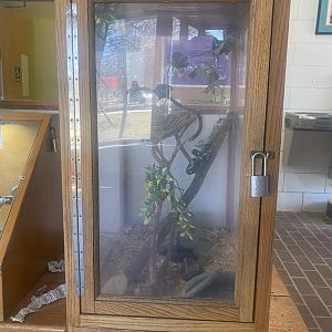 Nature Center - Black Rat Snake Terrarium