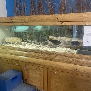 Nature Center - Bullsnake Terrarium