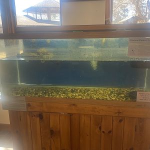 Nature Center - Western Painted Turtle Tank