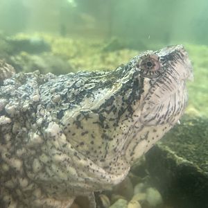 Common Snapping Turtle