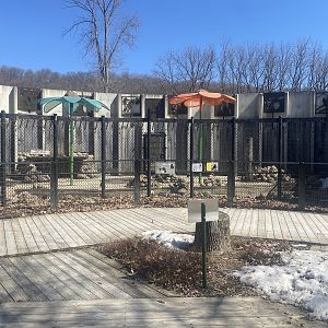 American Black Bear Exhibit