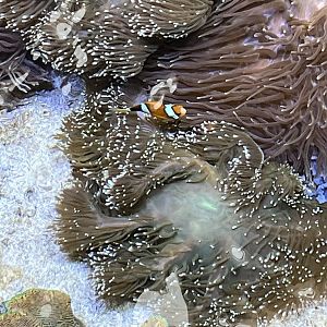 Clownfish ID