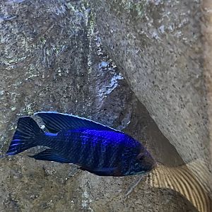 Cichlid ID
