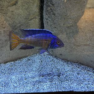 Cichlid ID