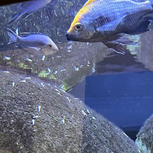 Cichlid ID