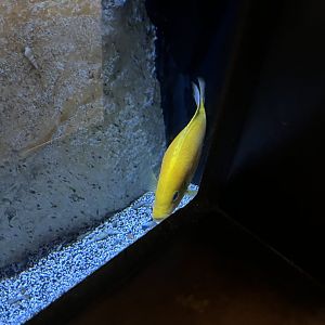 Cichlid ID