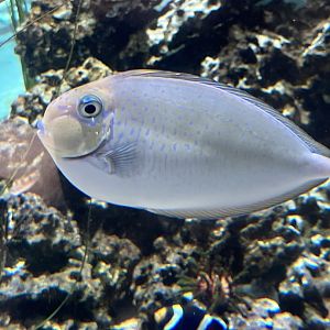 Unicornfish ID