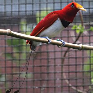 King bird-of-paradise (Cicinnurus regius)