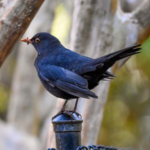 Eurasian Blackbird