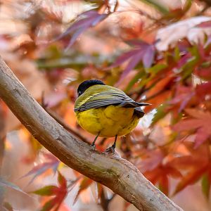 Golden Whistler among the maples