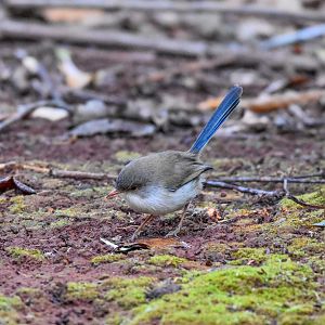 Superb Fairywren