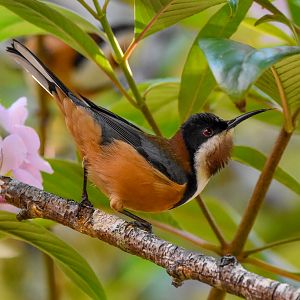 Eastern Spinebill
