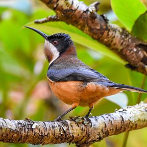 Eastern Spinebill