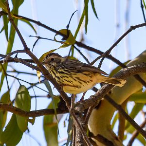 Speckled Warbler