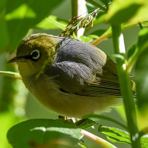 Silvereye