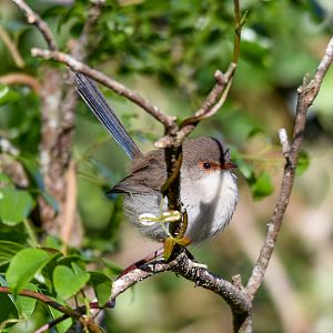 Superb Fairywren