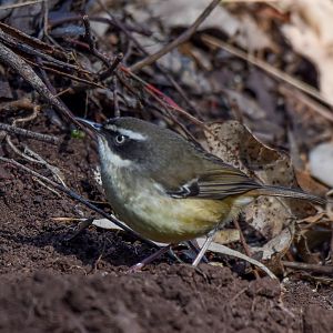 White-browed Scrubwren