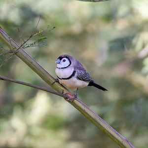 Double-barred Finch