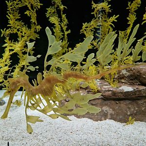 Leafy Sea Dragon