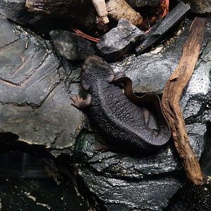Himalayan newt