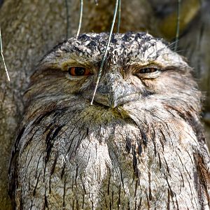 Tawny Frogmouth
