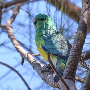 Red-rumped Parrot