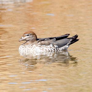 Australian Wood-Duck