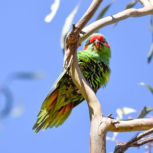 Musk Lorikeet